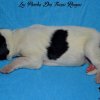 Chiot Landseer Faun et Combo z laderova